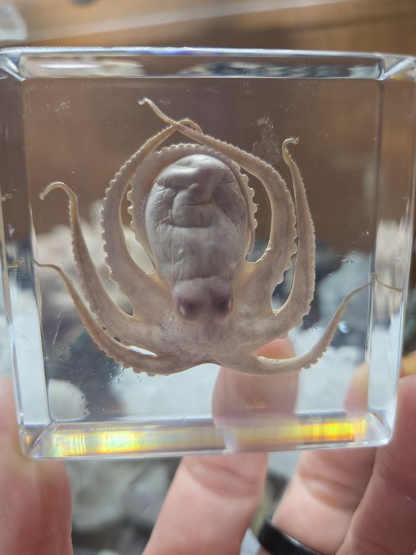 Octopus specemin in acrylic