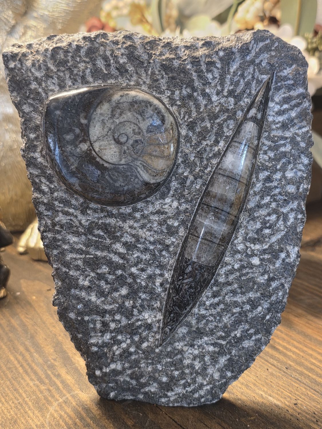 Orthoceras  Fossil