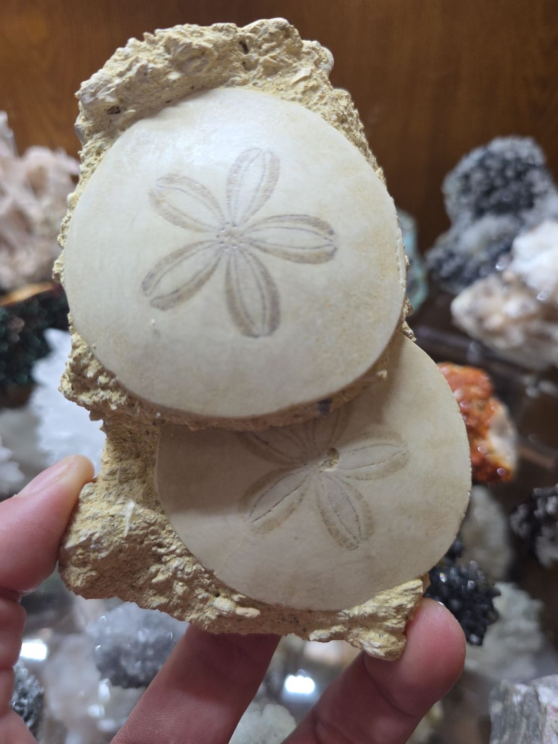 Fossilized Sand Dollars