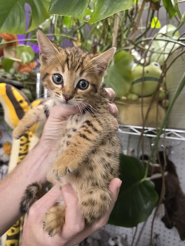 Serval Hybrid / Savannah, in store now!