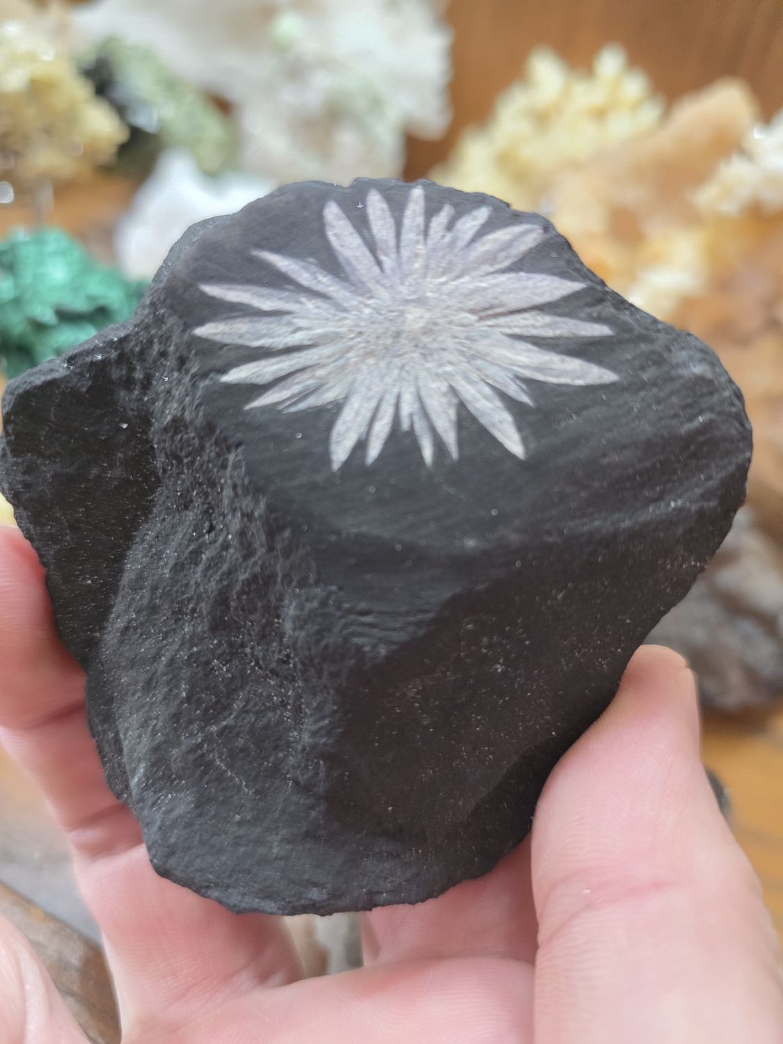 Chrysanthemum Fossil