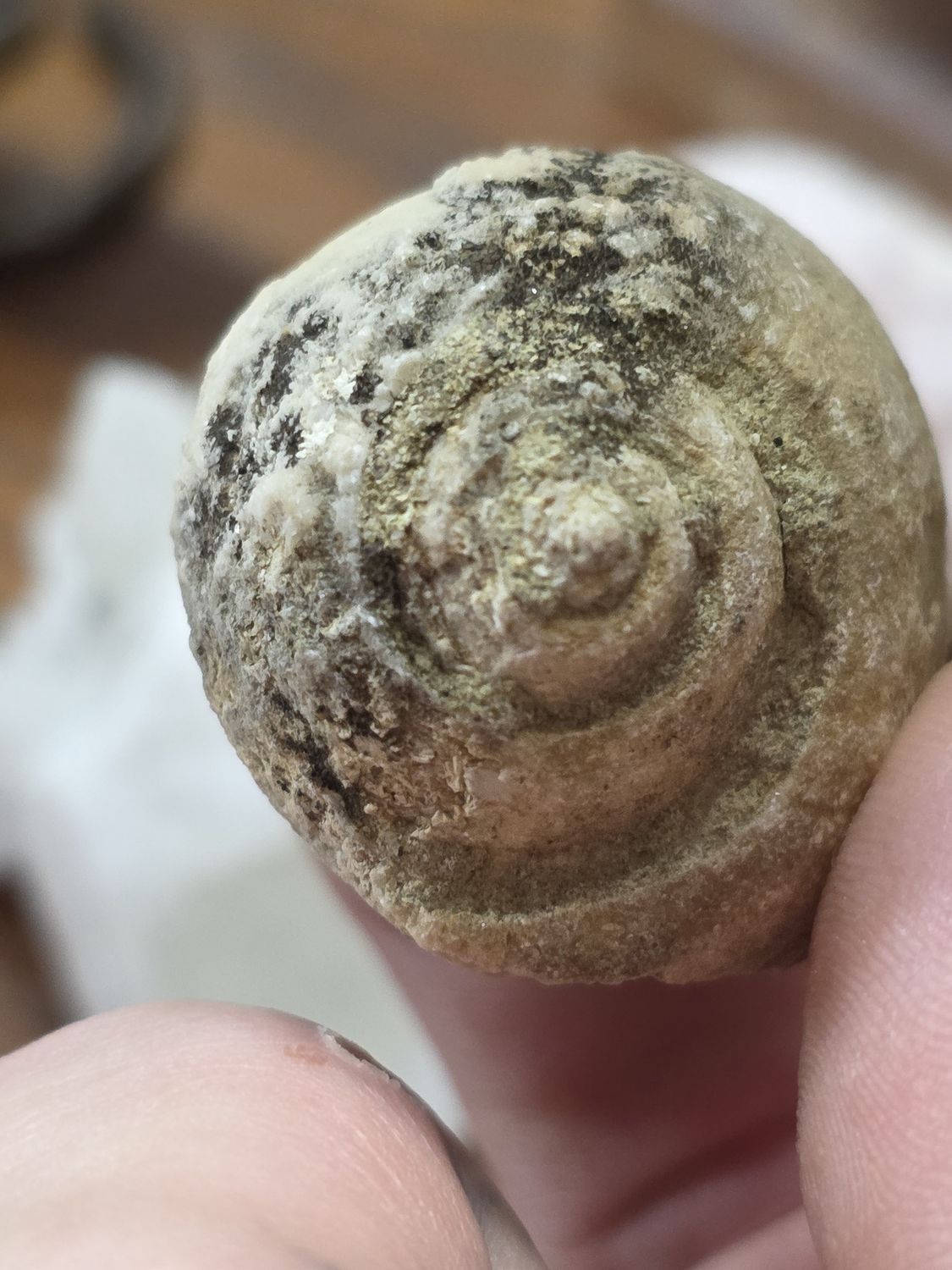 Nerinea Fossil
