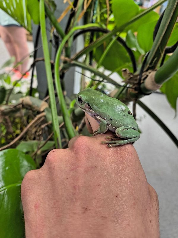 Dumpy Tree Frog