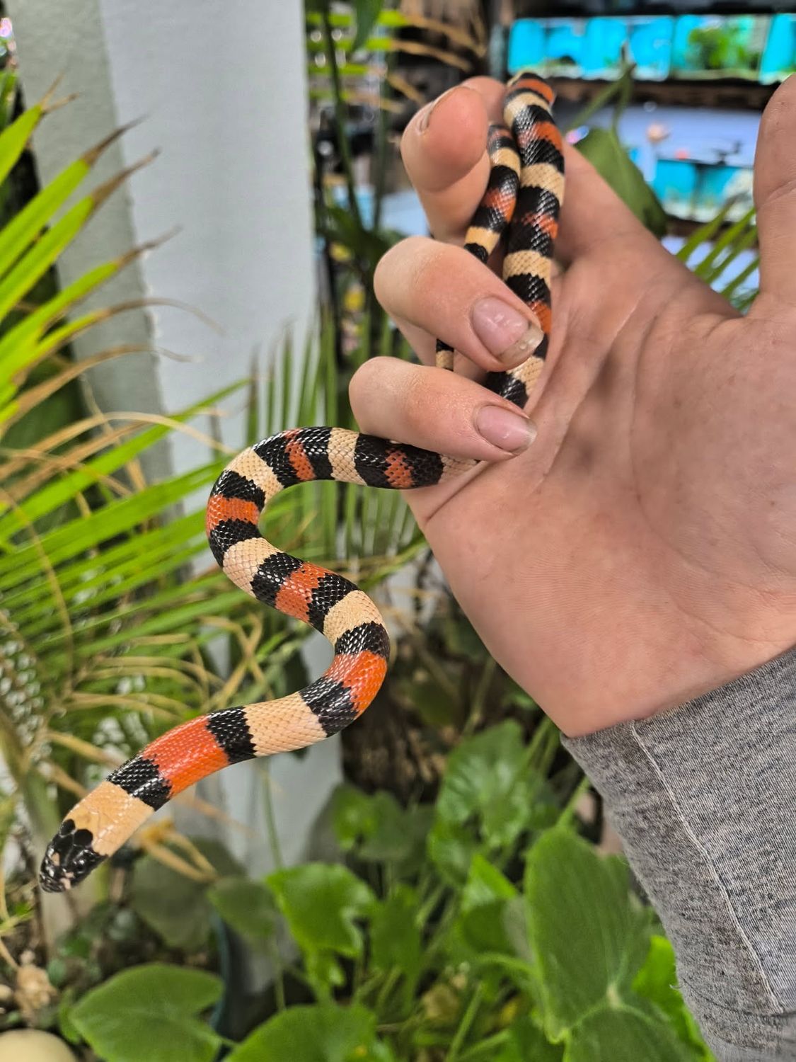 Milk Snake