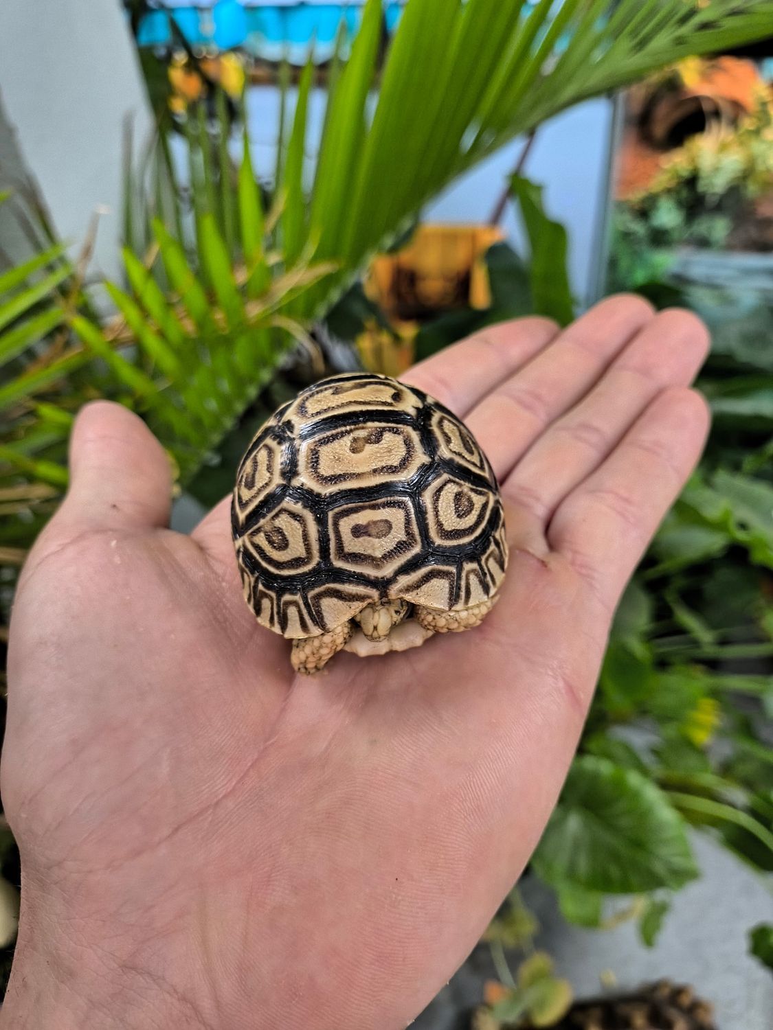 Leopard  Tortoise