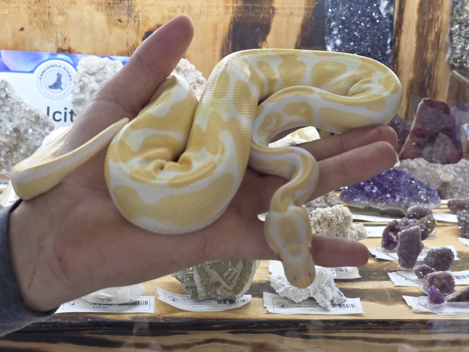 Albino, Ball Python, female!