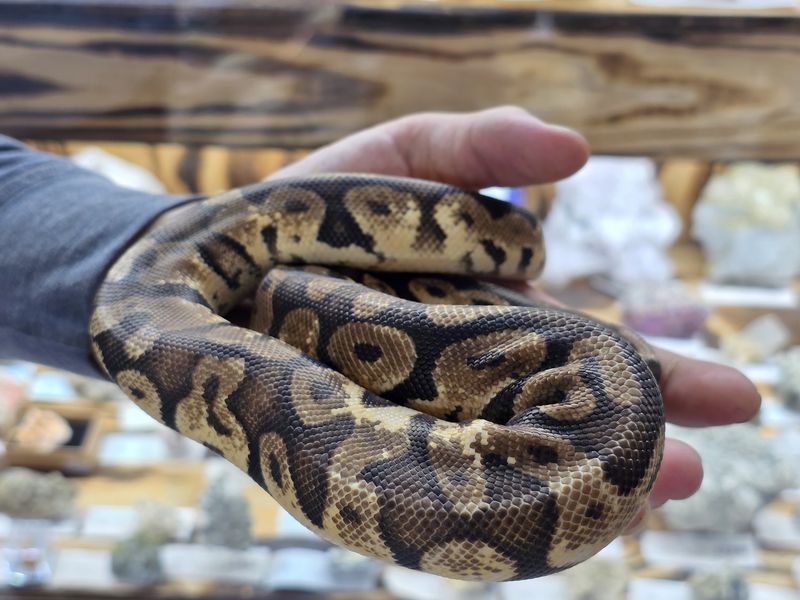 Pastel Calico, Ball Python, female