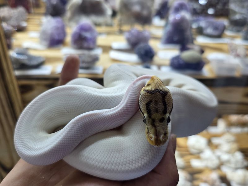 Spider Pied, Ball Python, female