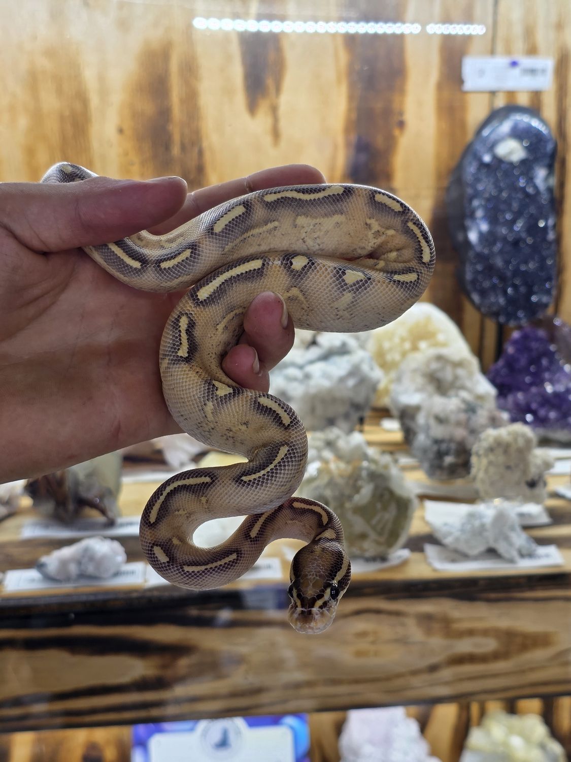 Highway, Ball Python, male