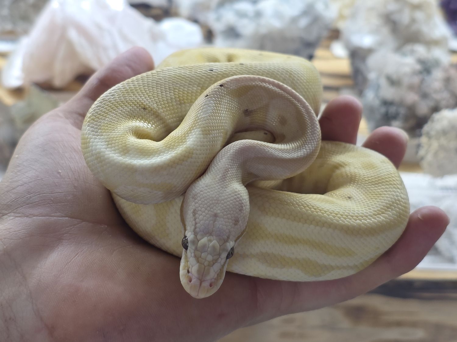 Pastel Leopard Banana, Ball Python