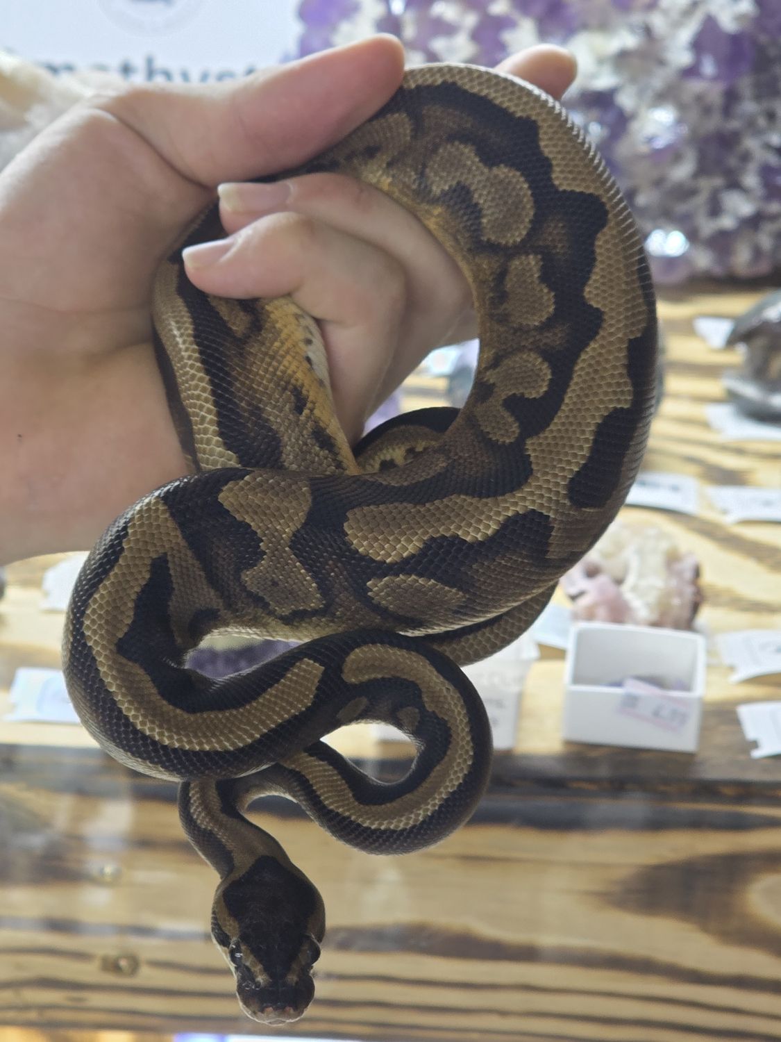 Low White Pied,  Ball Python, female