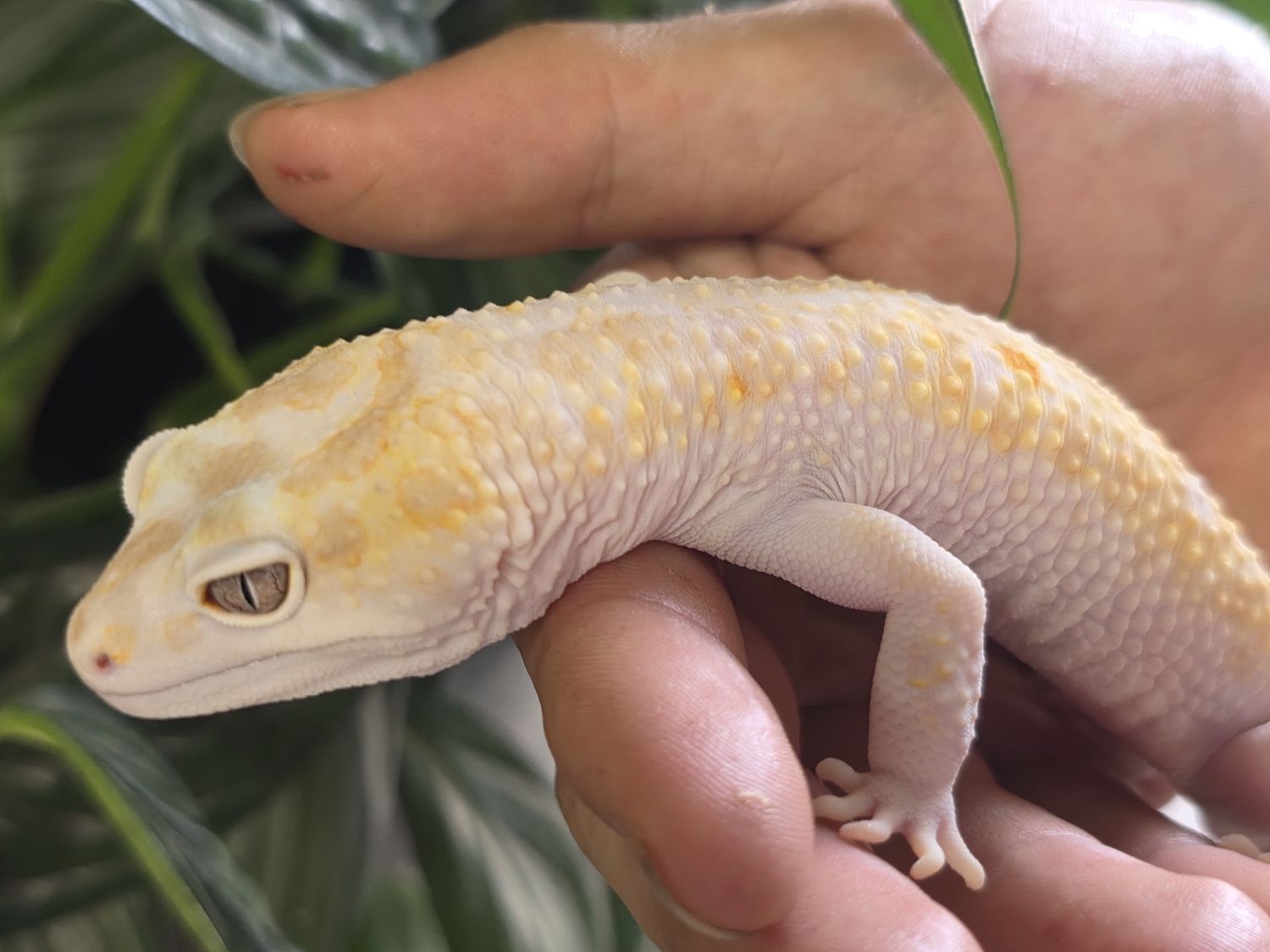 W&amp;Y Mack Snow, Blood, Tremper, Het Eclipse Leopard Gecko, male.  STUNNING!!!