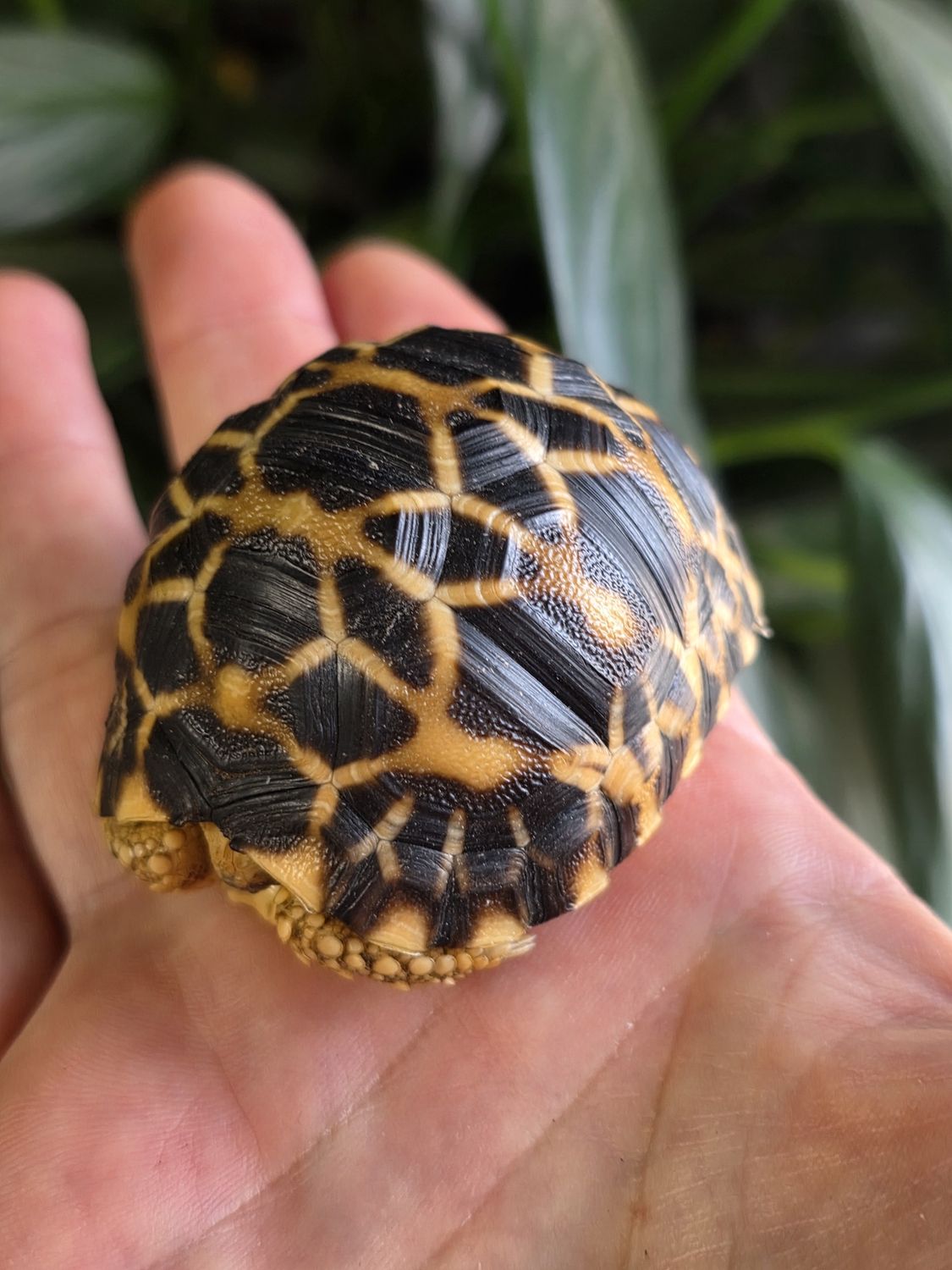 Star Tortoise