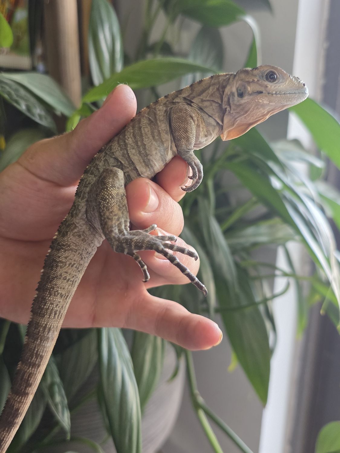 Rhino  Iguana