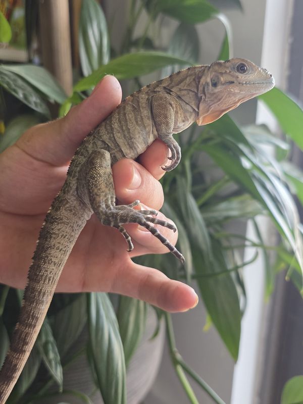 Rhino  Iguana