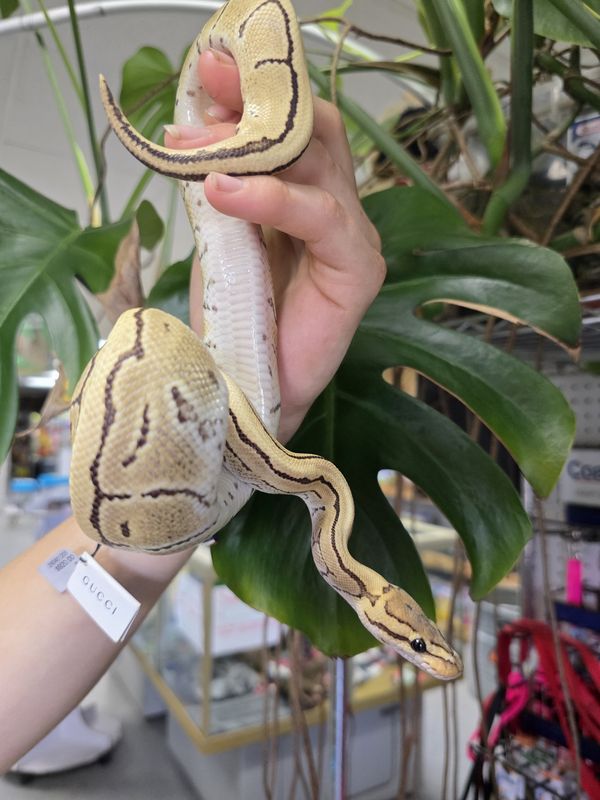 Pinstripe Desert Ghost, Ball Python, male