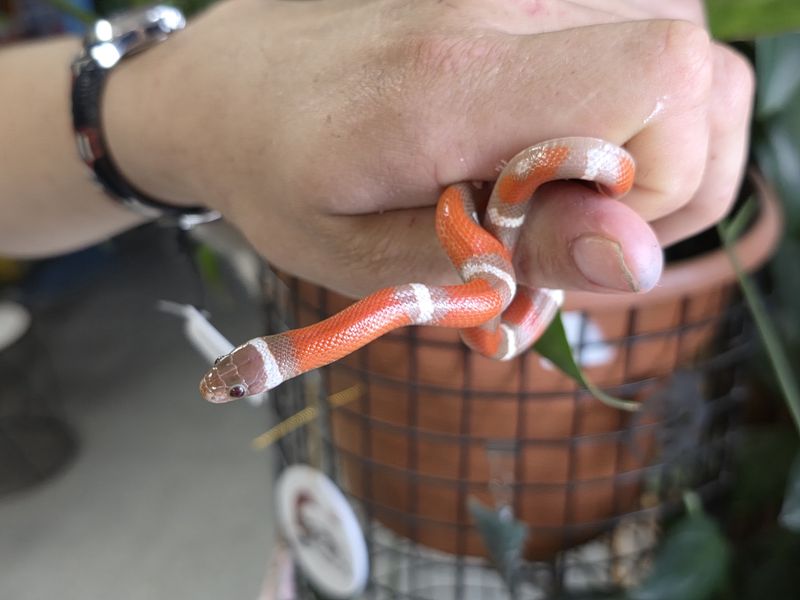 T + Milk snake