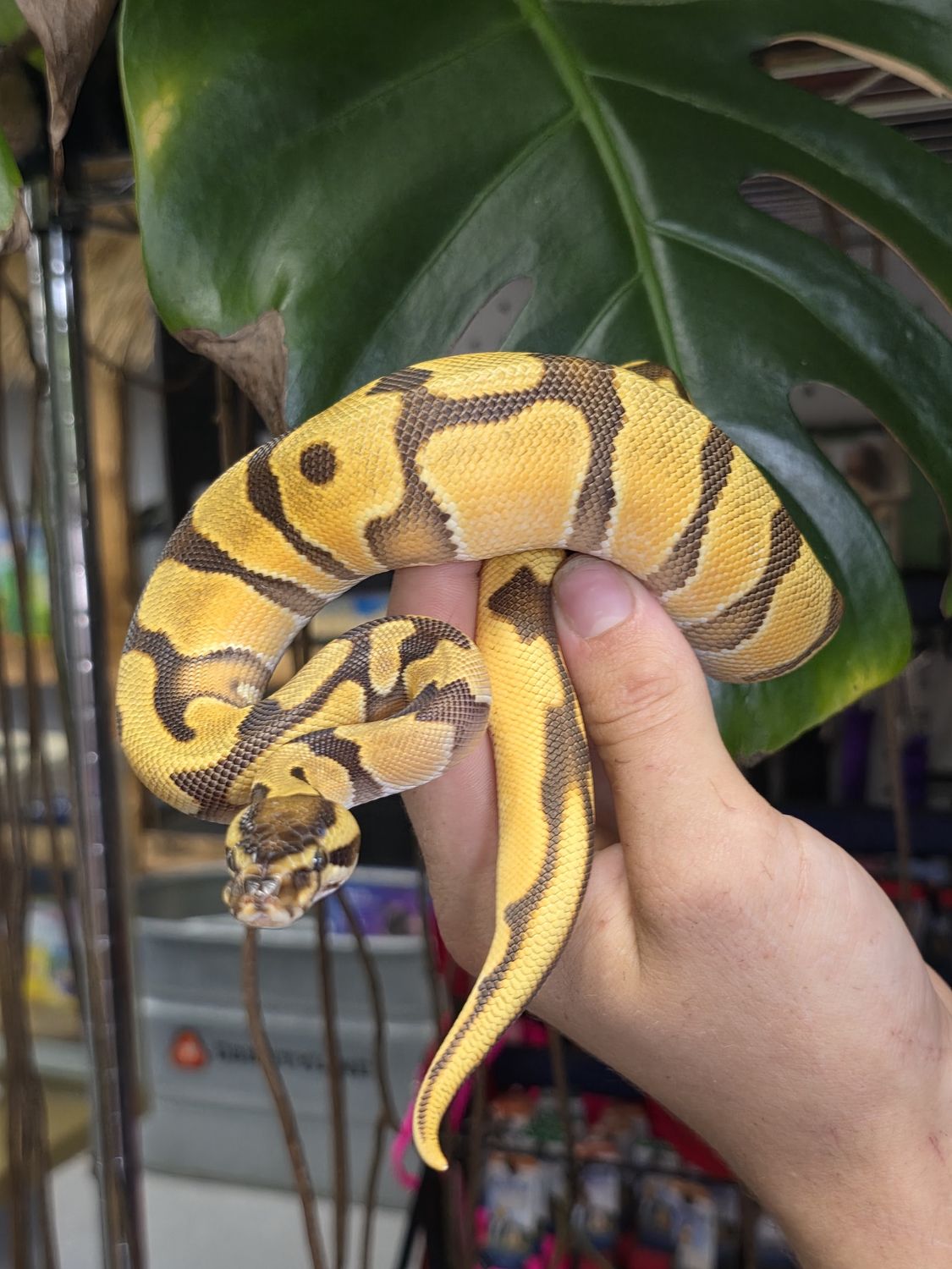 S. Orange Dream, Yellow Belly, het pied, Ball Python