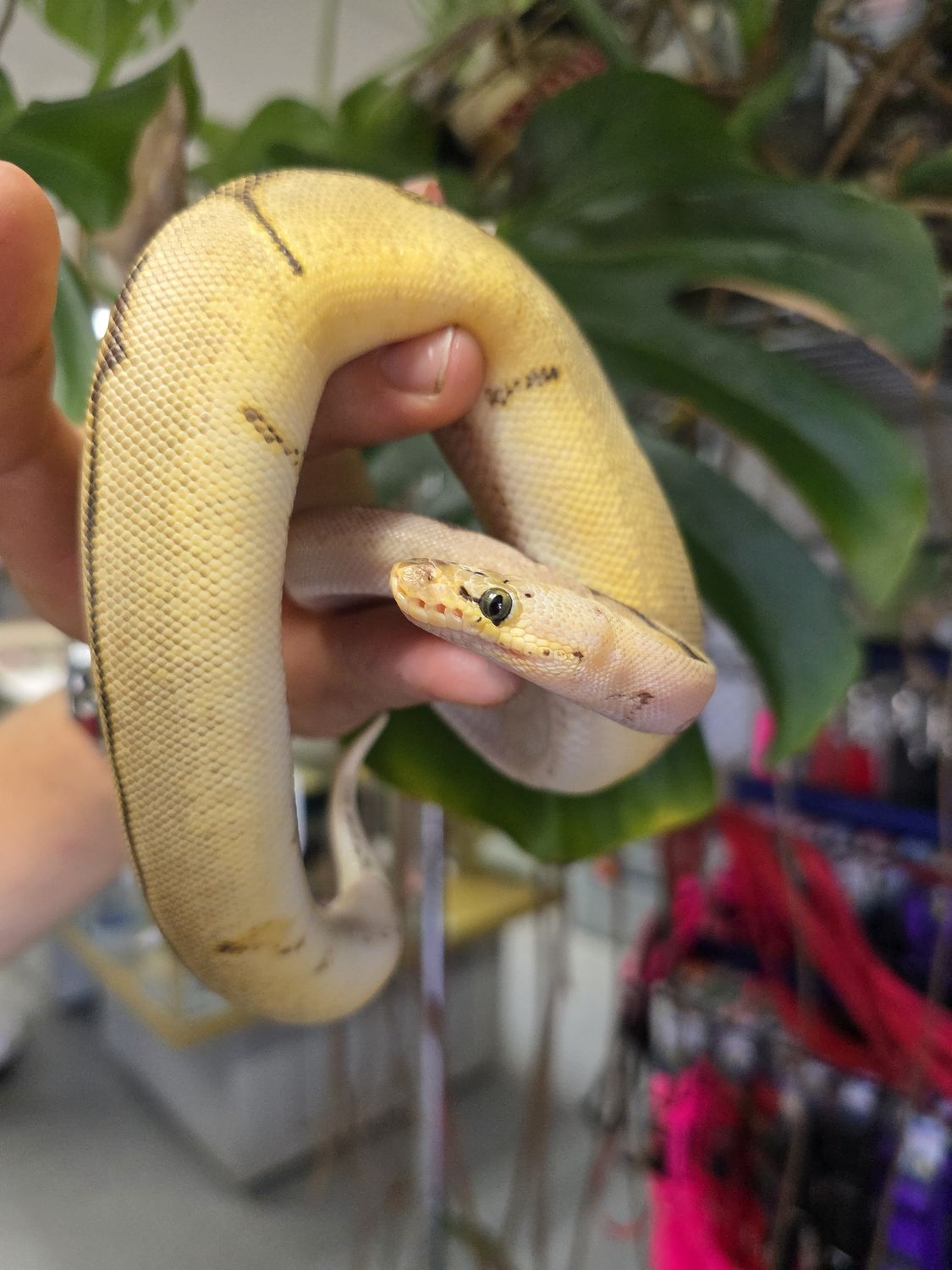 Bumblebee, Yellow Belly, Clown, Ball Python