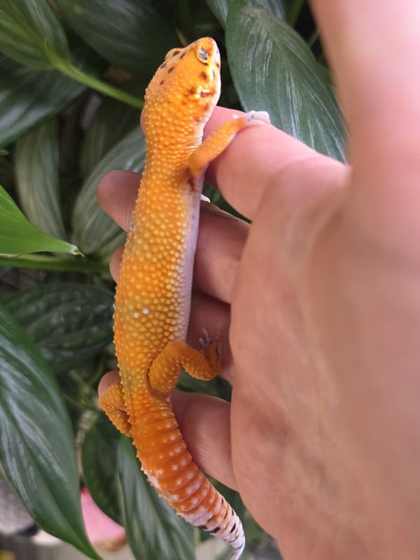 Mandarin Inferno Clown cross, Leopard Gecko, female.  AMAZING!