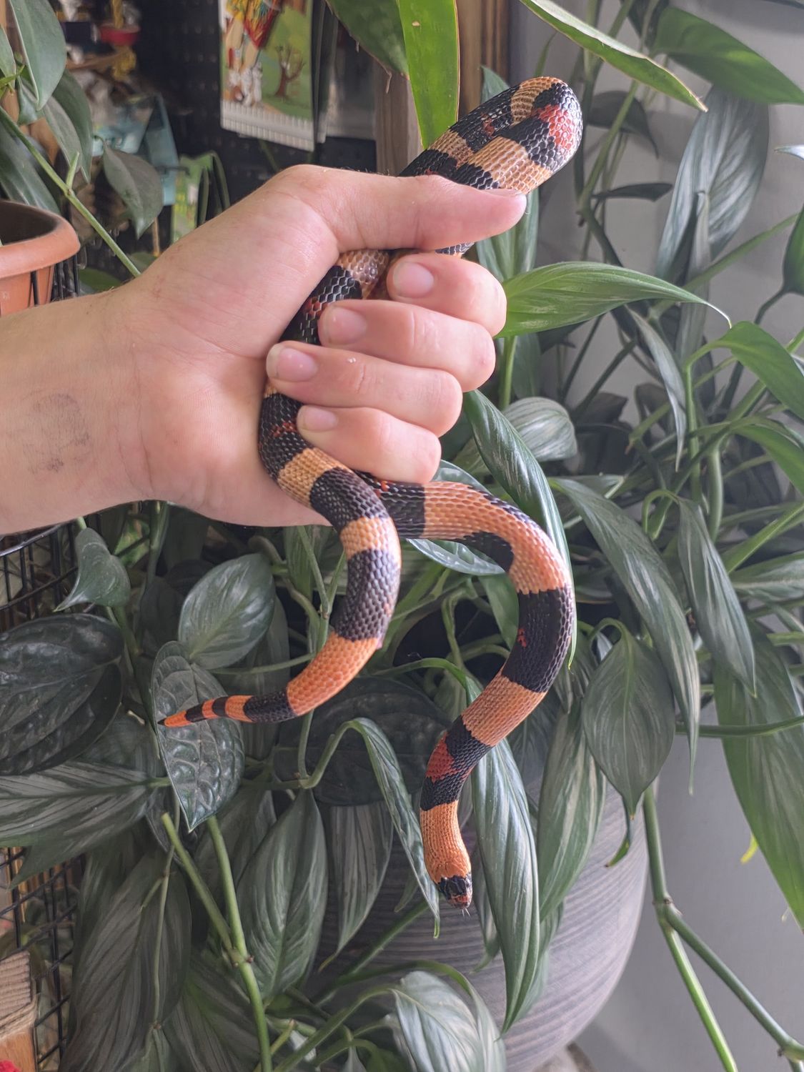Halloween Phase Milk snake