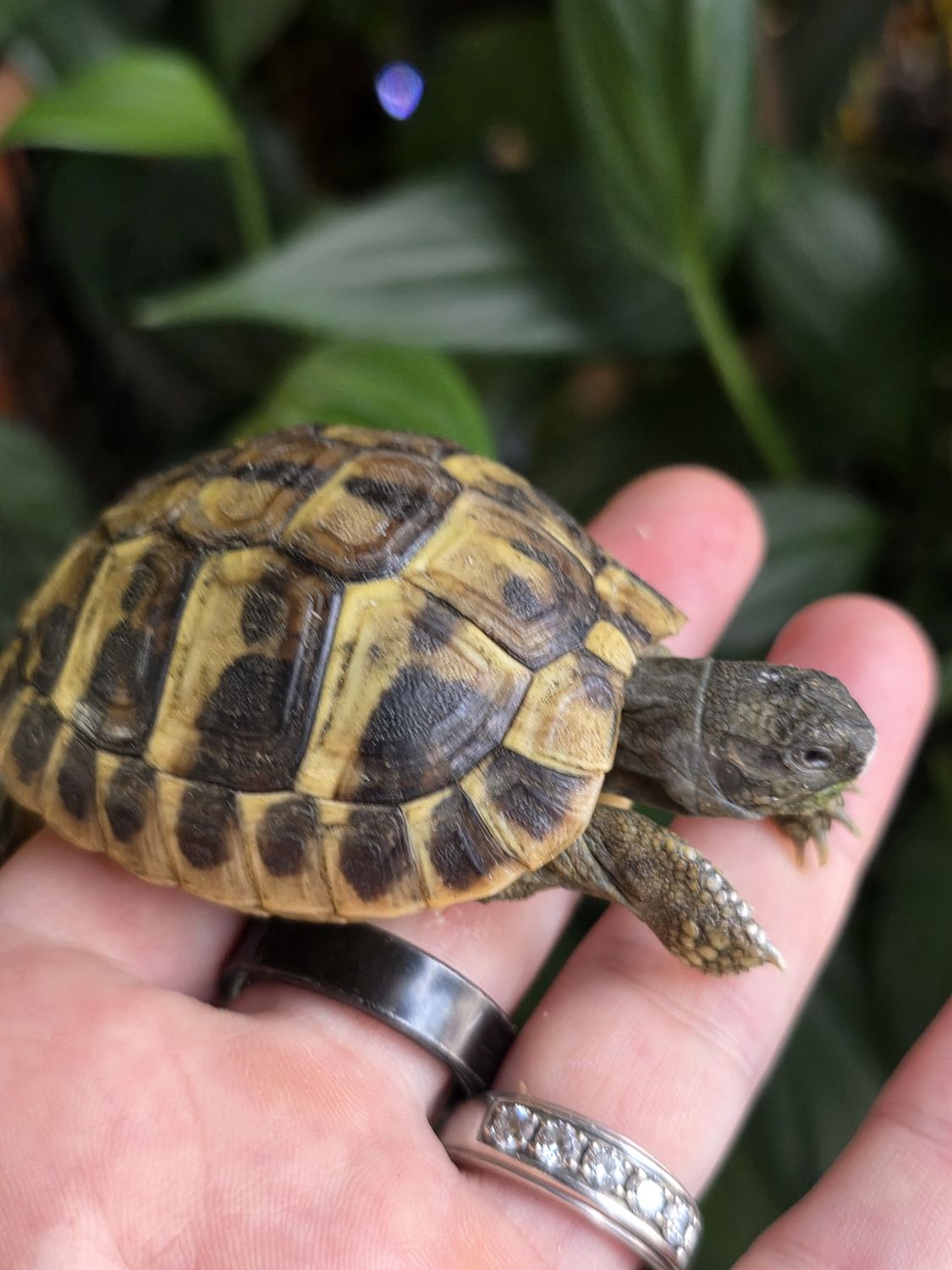 Hermans Tortoise