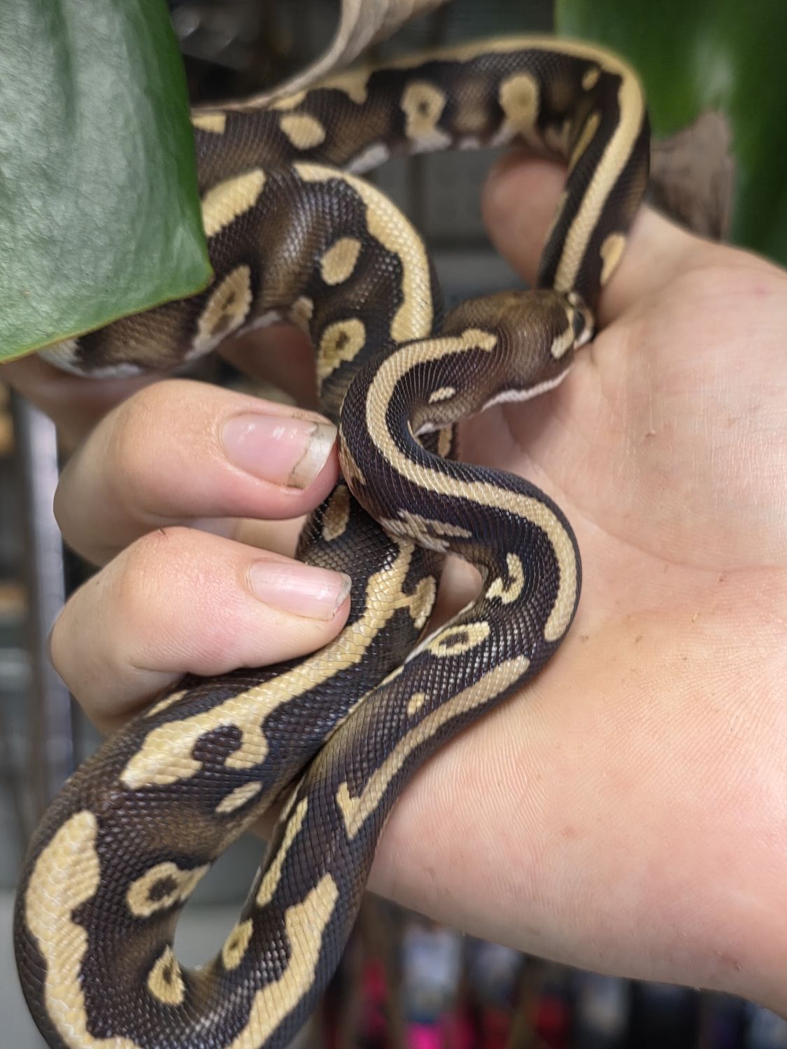 Acid, Mojave, Yellow Belly het clown, Ball Python
