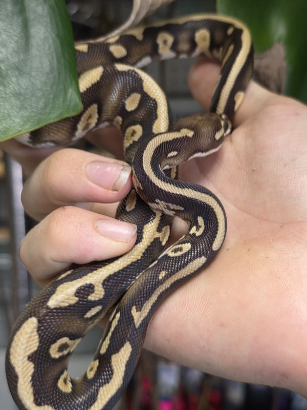 Acid, Mojave, Yellow Belly het clown, Ball Python