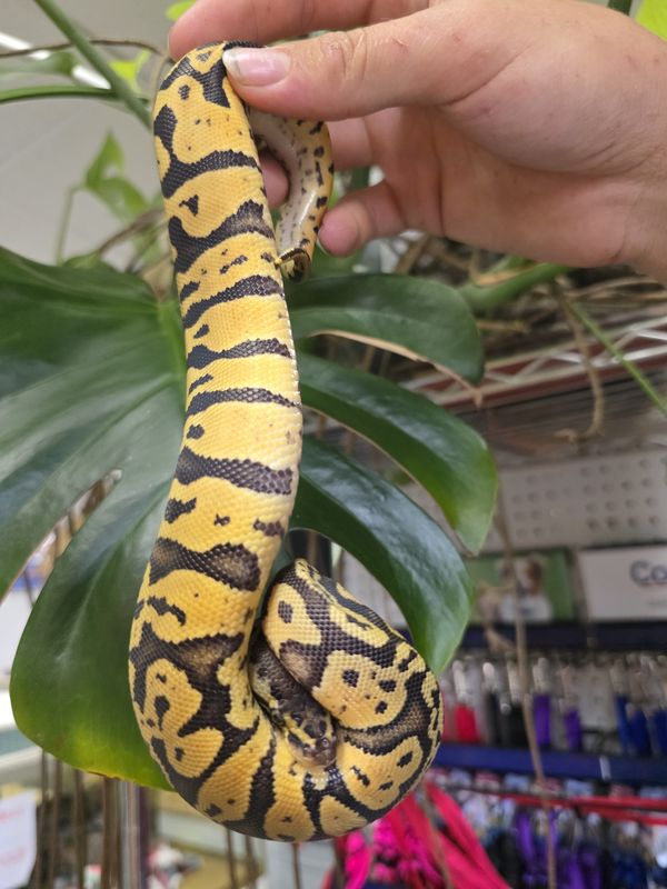 Fire Acid, Ball Python