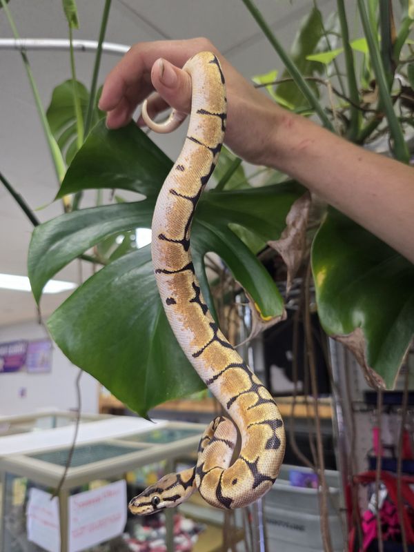 Dream Bee, Ball Python
