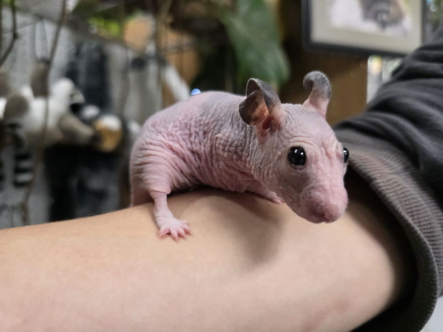 Hairless Hamsters