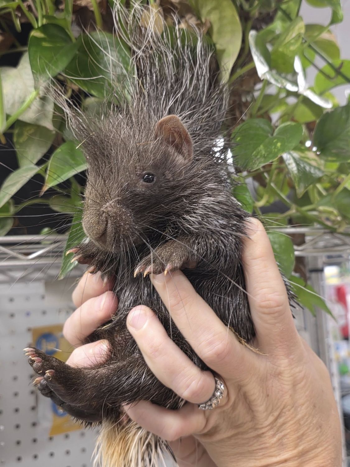 African Crested Porcupine
