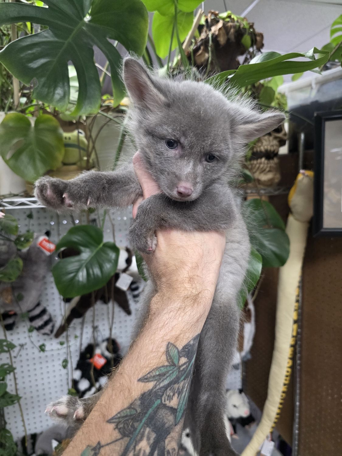 Fox Kits, in store and on sale now!