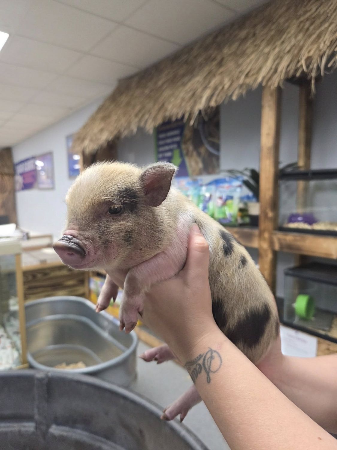 Juliana Mini Pigs