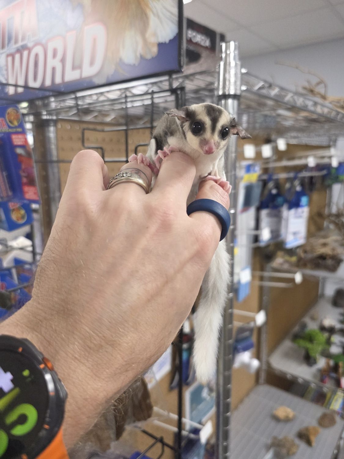 WFB, Mosaic, Pied, Sugar Glider, female!
