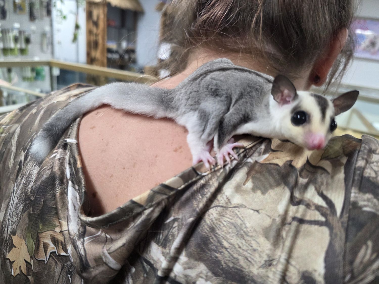 WFB, Ringtail, Sugar Glider, male!