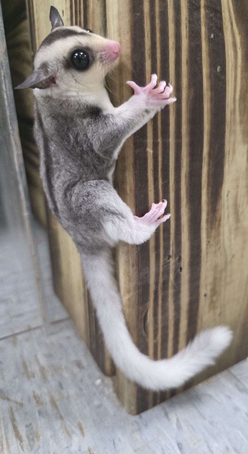 WFB, Mosaic, Female, Sugar Glider!
