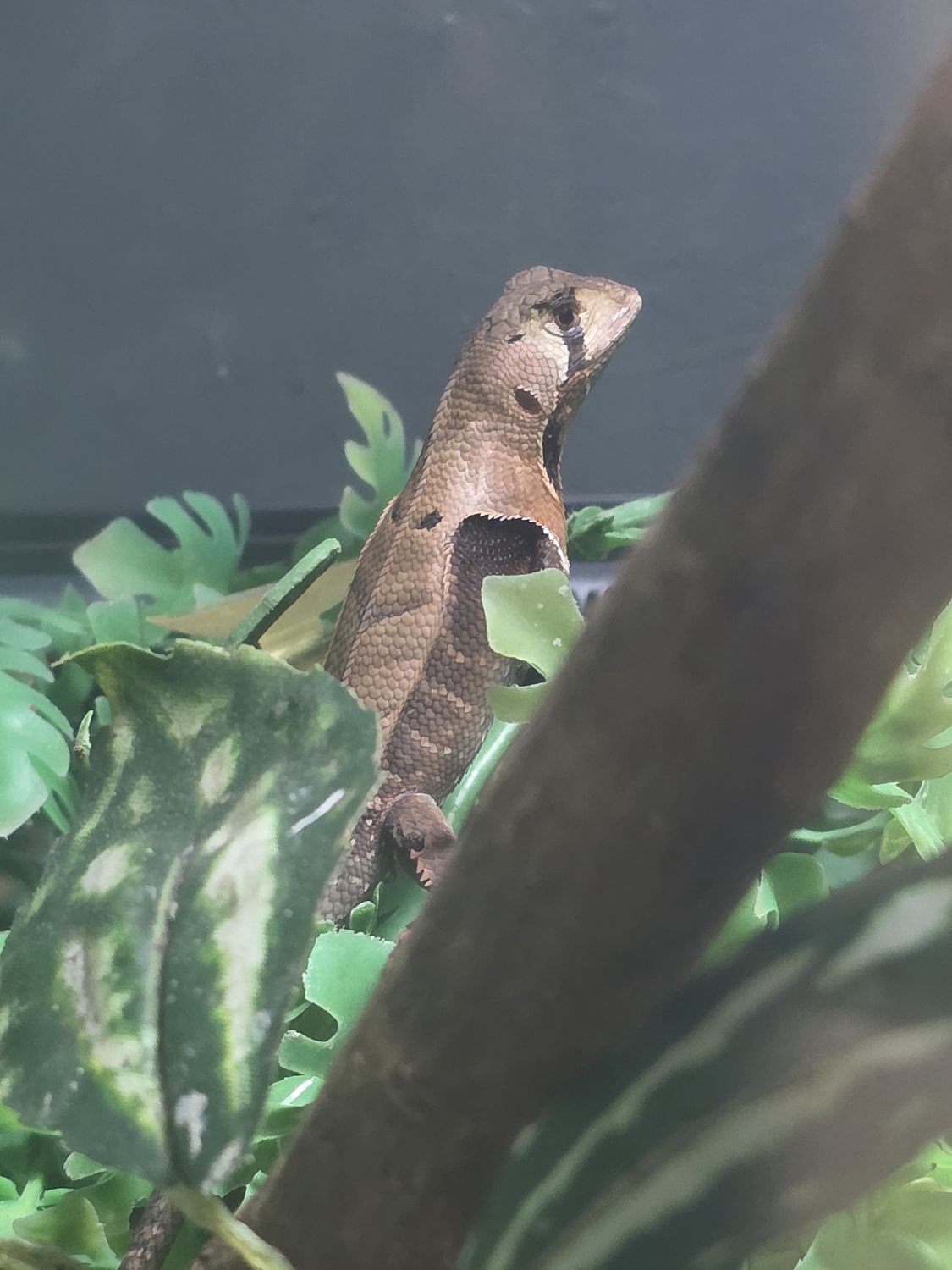 Peruvian Dead Leaf Lizard.  AWESOME!