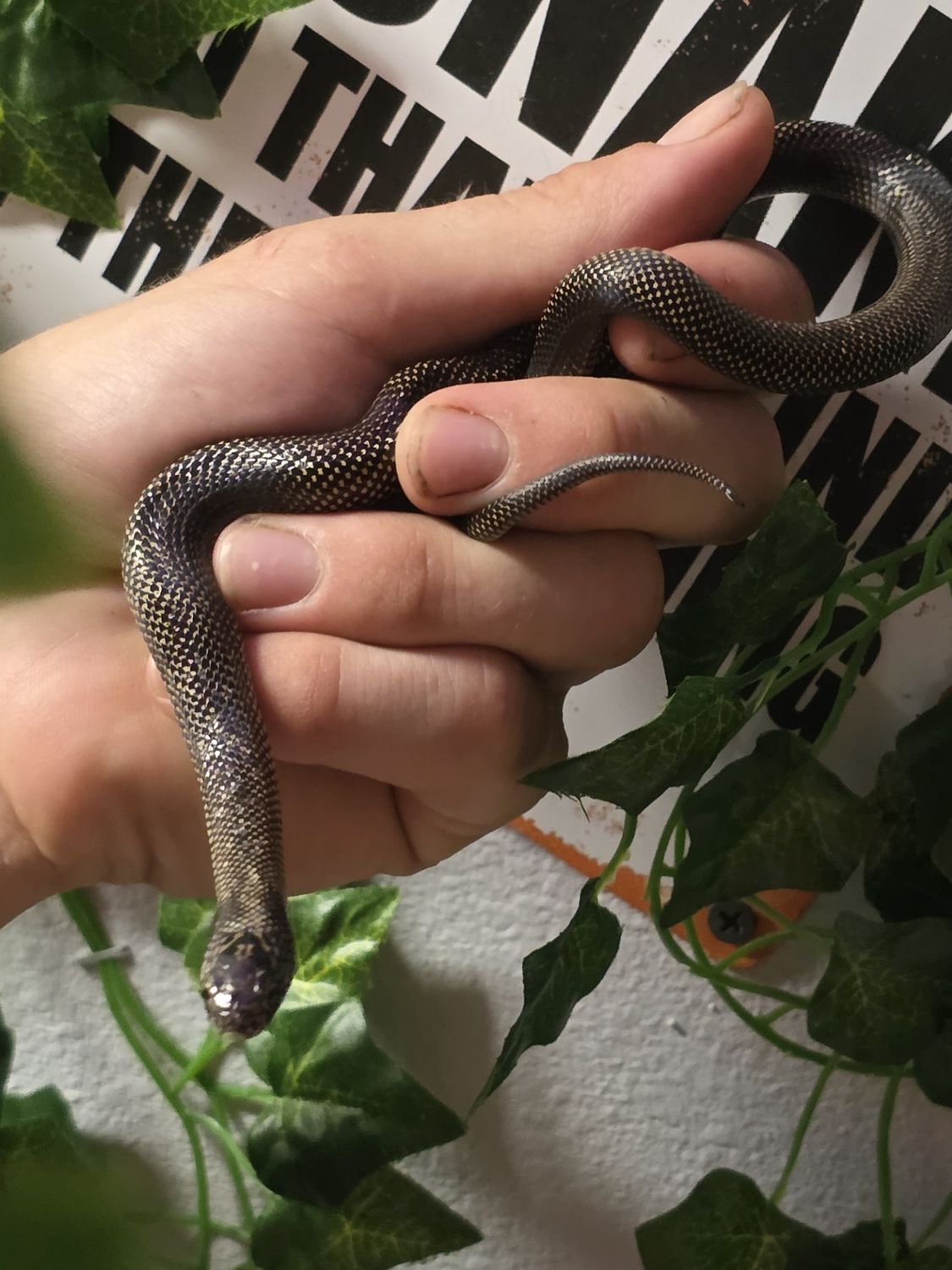 Florida Kingsnake