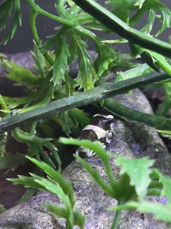 Amazon Milk Frog