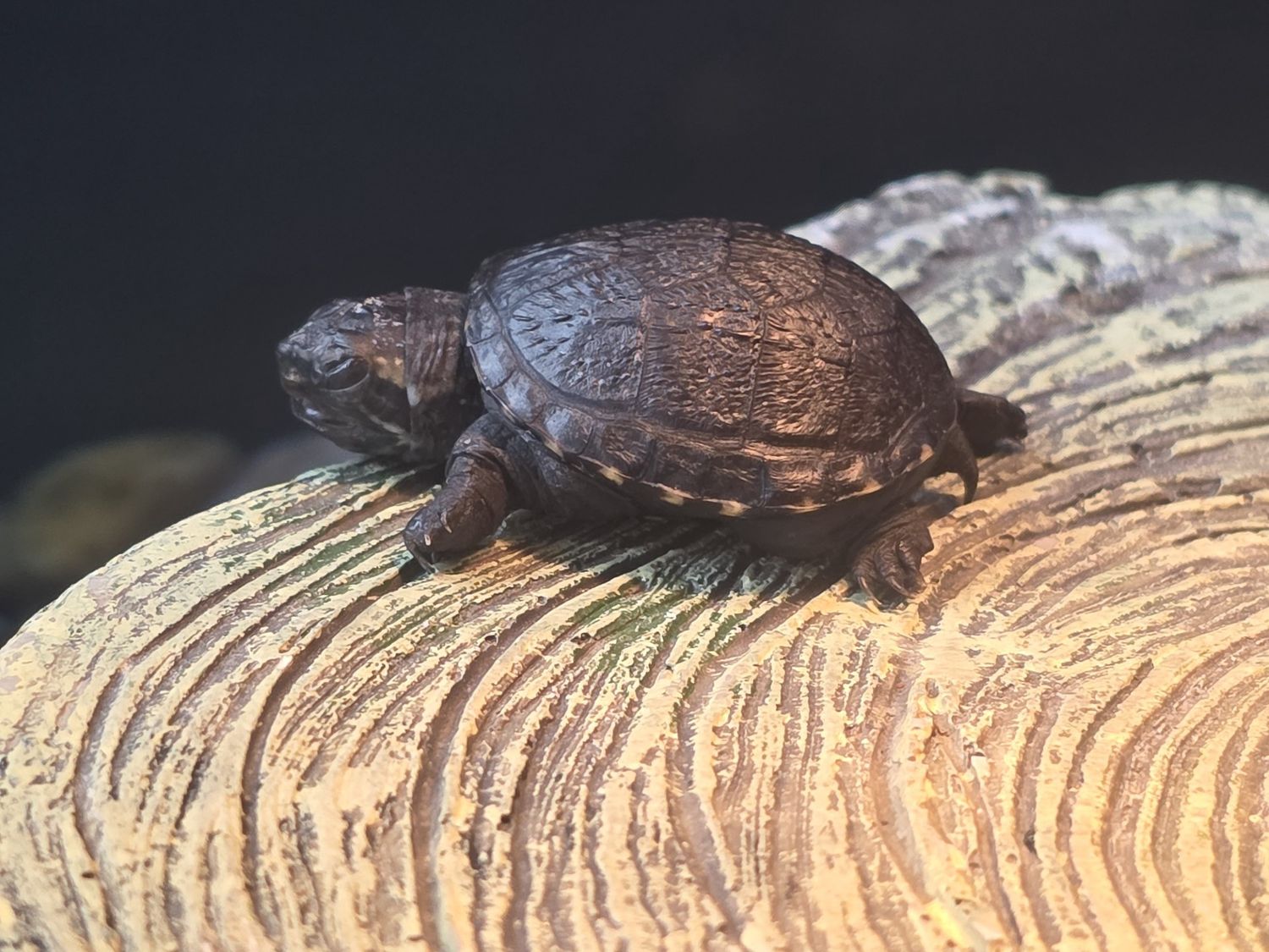 Eastern Mud Turtle