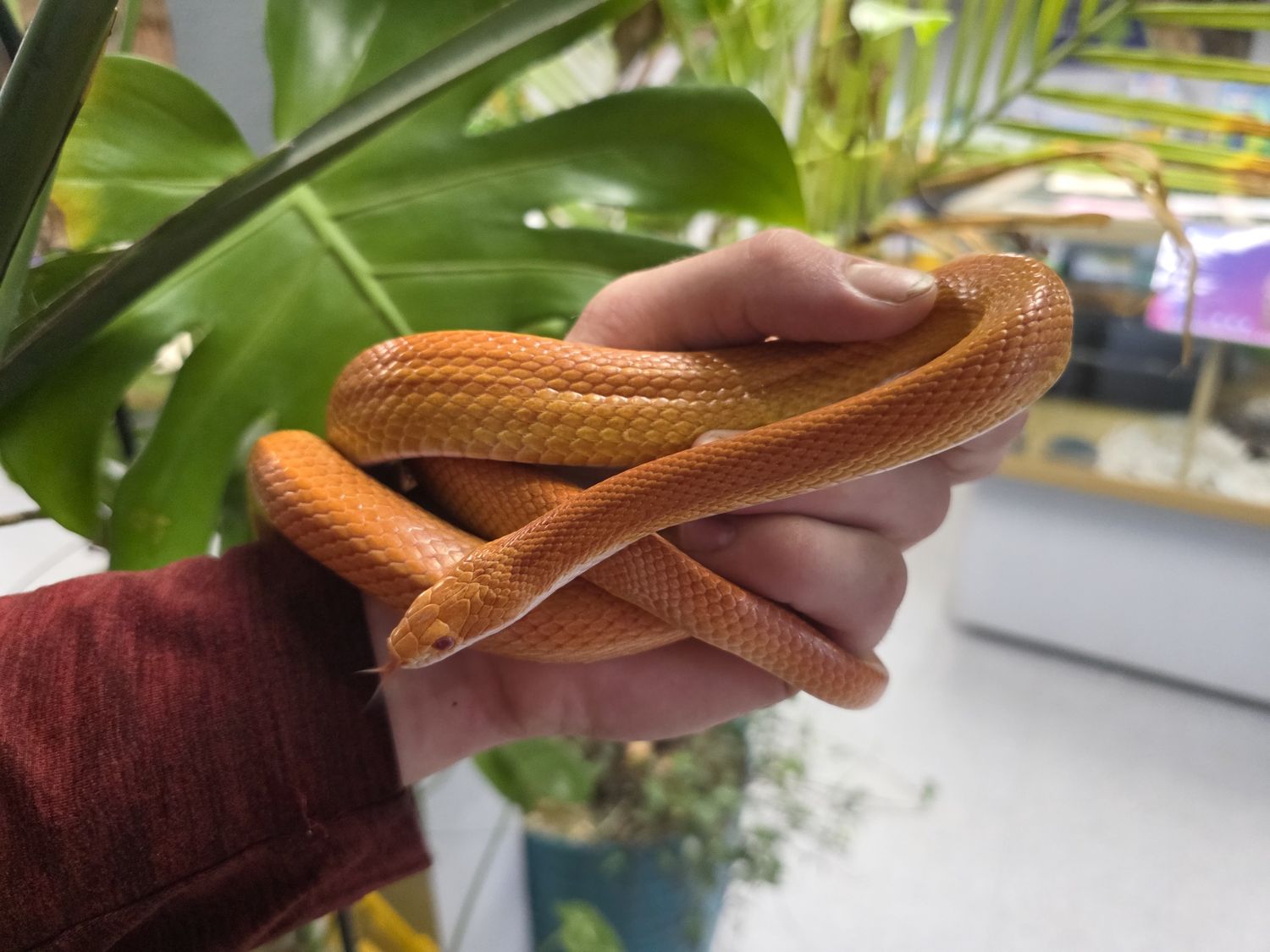 Orange Phase Corn Snake w/enclosure!