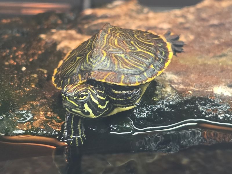 Peninsula Cooter Turtle