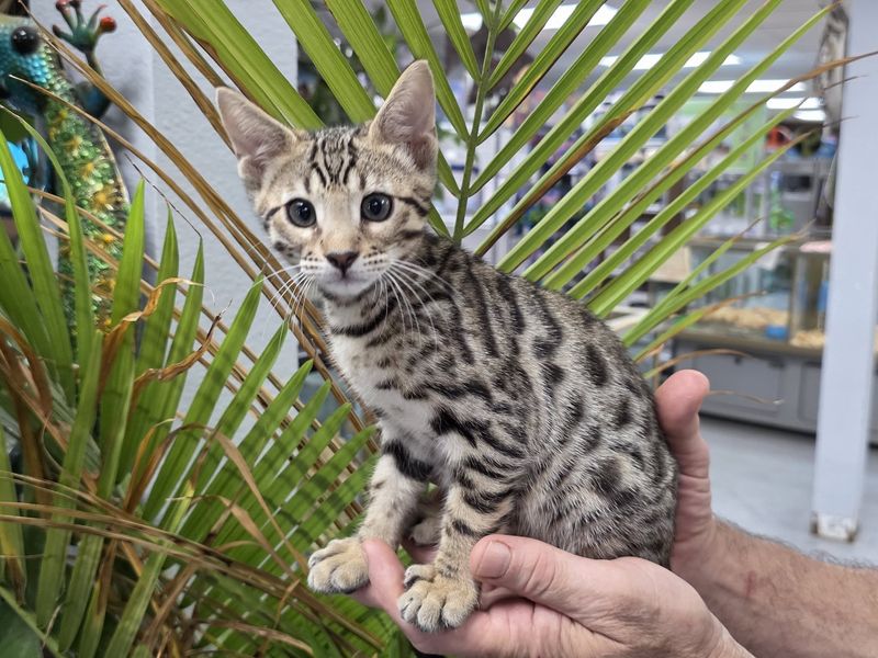 Bengal  /  Asian Leopard Hybrid