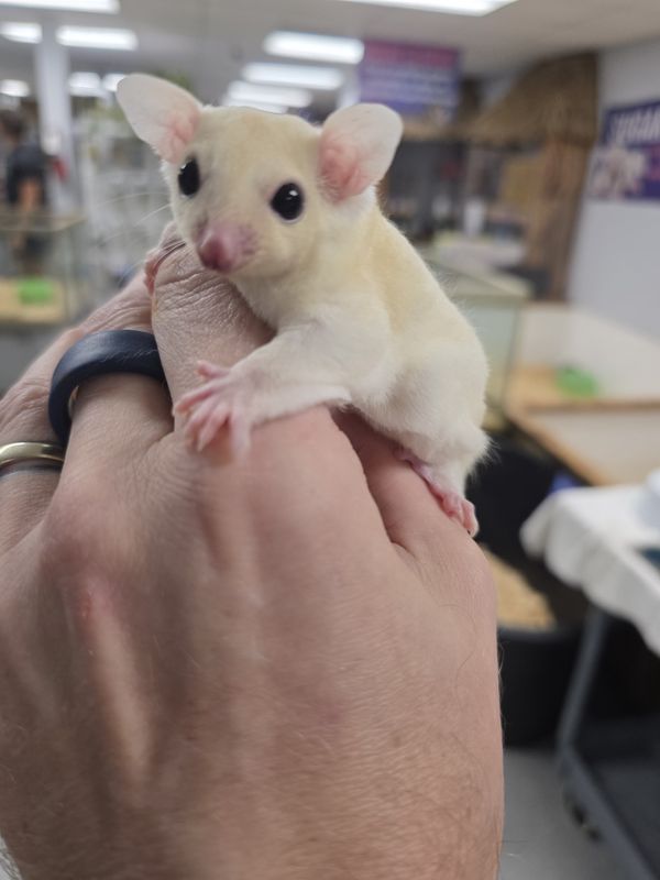 Leucistic Sugar Gliders