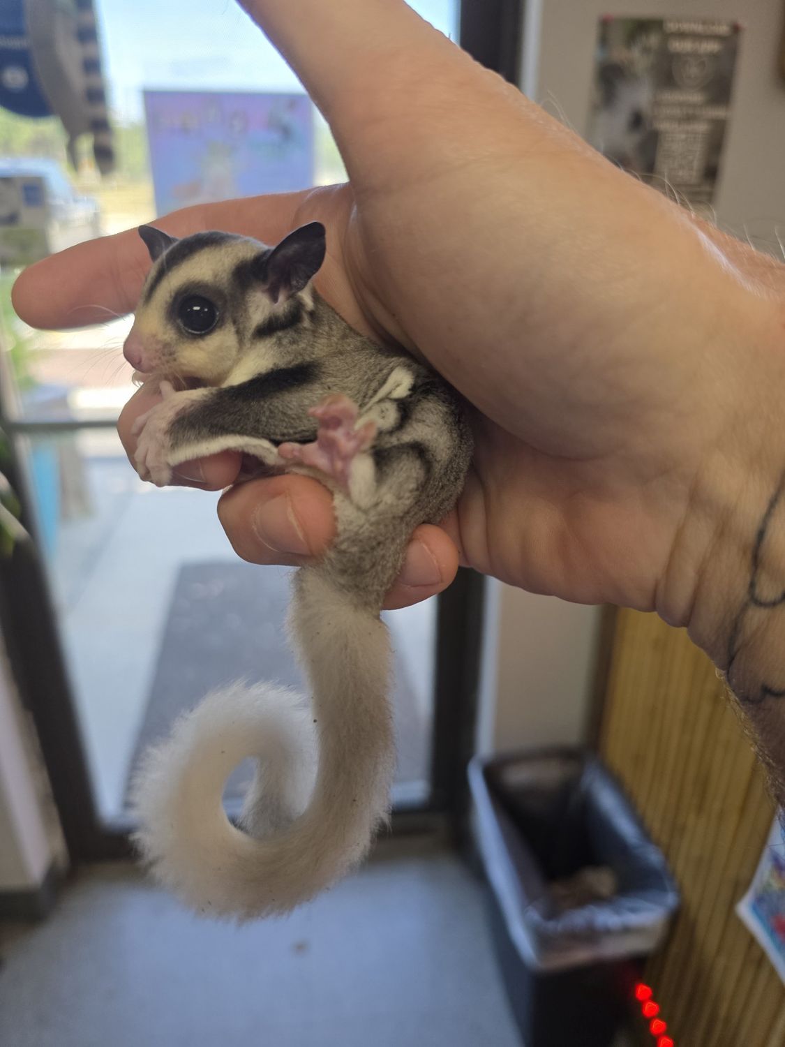 WFB, Mosaic, Sugar Glider, male!