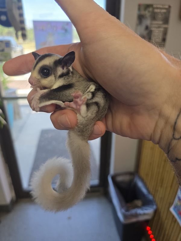 WFB, Mosaic, Sugar Glider, male!