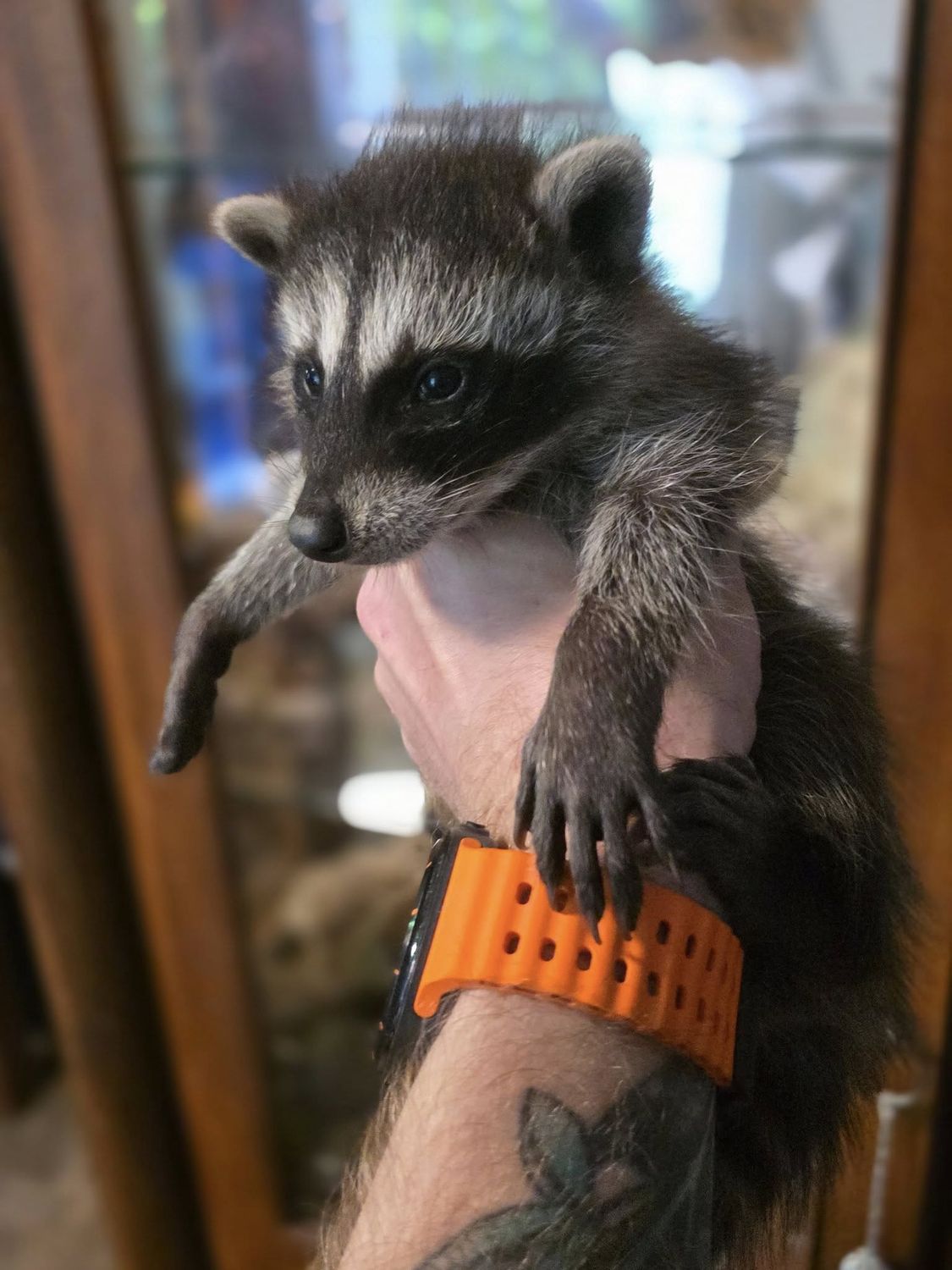 Raccoon babies, ready now!, Choose: Gray male