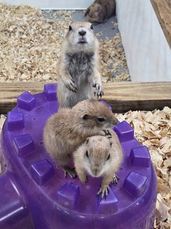 Prairie Dogs!