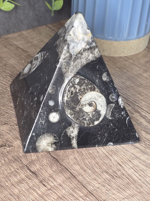 Ammonite &amp; Orthoceras Fossil Pyramid